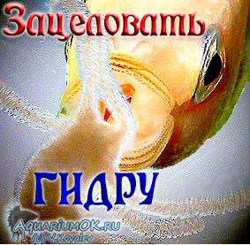 Ссылки на кракен блэкспрут